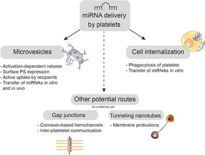 Horizontal MicroRNA Transfer by Platelets – Evidence and Implications